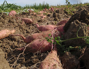 Obrázek č. 7 Batáty